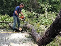 Trusted Villa Hills, KY Tree Removal Experts