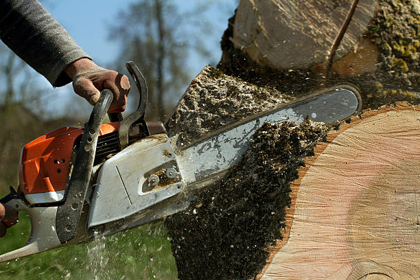 Best Storm Damage Tree Cleanup  in Villa Hills, KY